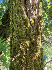 Calpurnia aurea