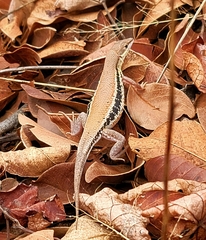 Ichnotropis capensis