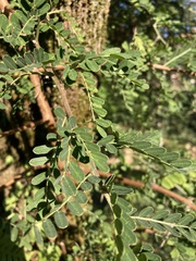 Calpurnia aurea