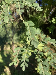 Calpurnia aurea