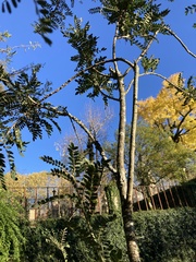 Sophora macrocarpa
