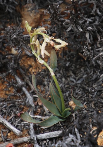 Nervous Green Lily (Chlorophytum crassinerve)