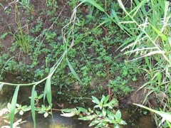 Ludwigia adscendens