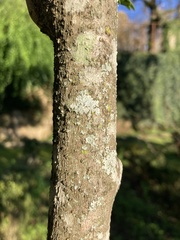 Sophora macrocarpa