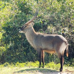 Kobus ellipsiprymnus defassa
