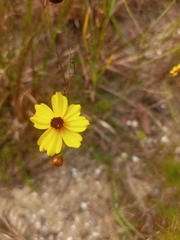 Coreopsis leavenworthii
