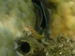 Salarias alboguttatus