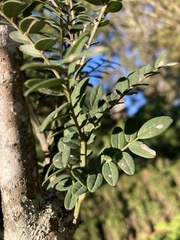 Sophora macrocarpa