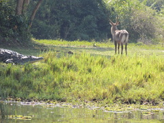 Kobus ellipsiprymnus defassa