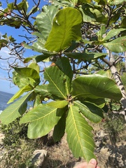Terminalia catappa