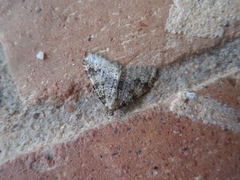 Nebula ibericata