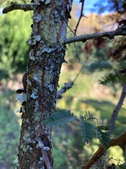Vachellia farnesiana