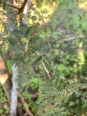 Vachellia farnesiana