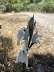Chloraea crispa