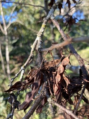 Vachellia farnesiana