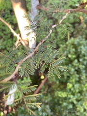 Vachellia farnesiana