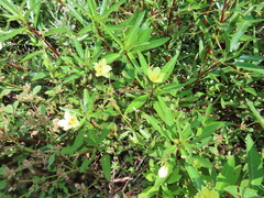 Ludwigia adscendens
