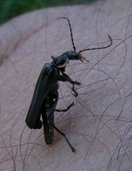 Cantharis obscura