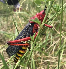 Phymateus morbillosus