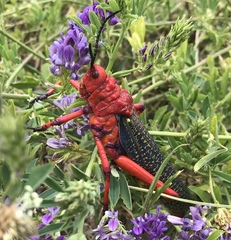 Phymateus morbillosus