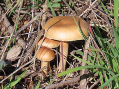 Agrocybe pediades