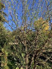 Anagyris foetida