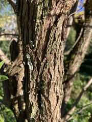 Anagyris foetida