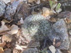 Mammillaria petrophila