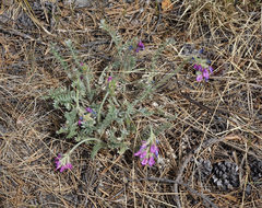 Oxytropis strobilacea