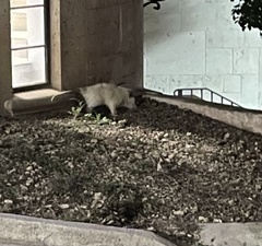 Didelphis virginiana