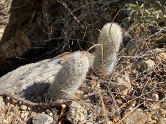 Mammillaria phitauiana