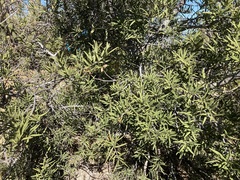 Forchhammeria watsonii