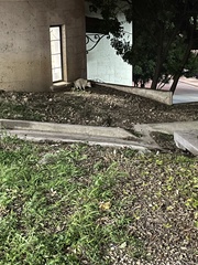 Didelphis virginiana