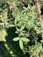 Anagyris foetida