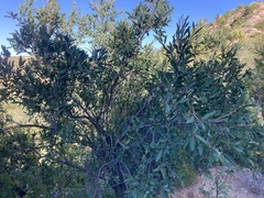 Pleradenophora bilocularis