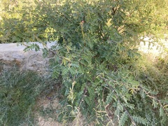 Indigofera fruticosa