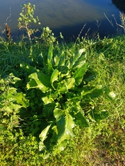 Beta vulgaris