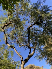 Leucaena leucocephala