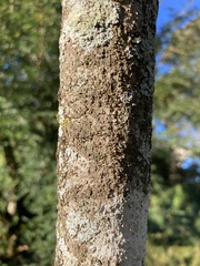 Leucaena leucocephala