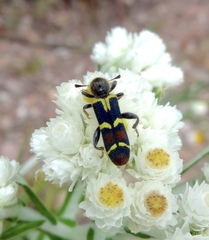 Trichodes peninsularis horni
