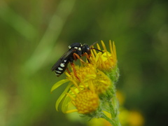 Nomada