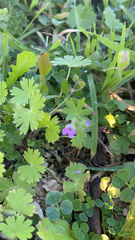 Geranium molle