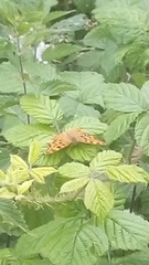 Polygonia c-album
