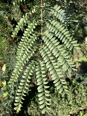 Leucaena leucocephala