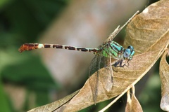 Erpetogomphus eutainia