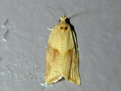Argyrotaenia ivana