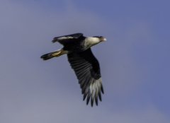 Caracara plancus cheriway