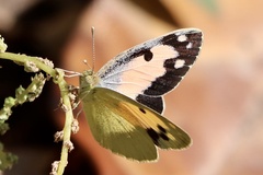 Colotis phisadia