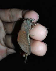 Kunugia latipennis