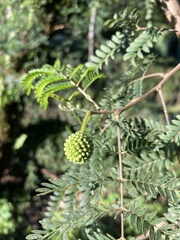Leucaena leucocephala